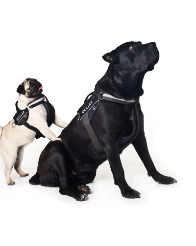 Шлея "Dog Extreme" "POLICE" №2 (В:40-60см), чорний